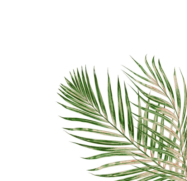 Beyaz arkaplanda izole edilmiş yeşil palmiye yaprakları