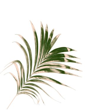 Beyaz arkaplanda izole edilmiş yeşil palmiye yaprakları