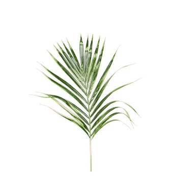 Beyaz arkaplanda izole edilmiş yeşil palmiye yaprakları