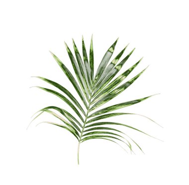 Beyaz arkaplanda izole edilmiş yeşil palmiye yaprakları