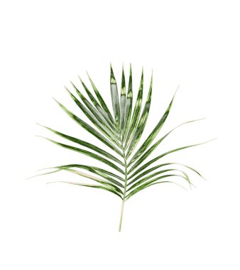 Beyaz arkaplanda izole edilmiş yeşil palmiye yaprakları