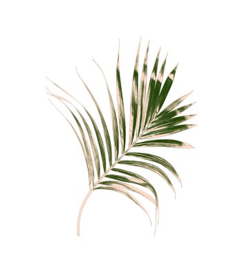 Beyaz arkaplanda izole edilmiş yeşil palmiye yaprakları