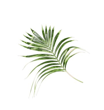 Beyaz arkaplanda izole edilmiş yeşil palmiye yaprakları