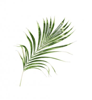Beyaz arkaplanda izole edilmiş yeşil palmiye yaprakları