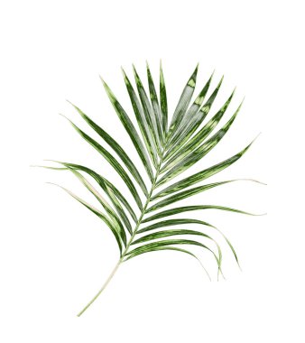 Beyaz arkaplanda izole edilmiş yeşil palmiye yaprakları