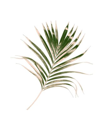 Beyaz arkaplanda izole edilmiş yeşil palmiye yaprakları