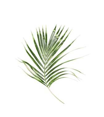 Beyaz arkaplanda izole edilmiş yeşil palmiye yaprakları