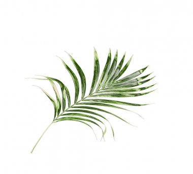 Beyaz arkaplanda izole edilmiş yeşil palmiye yaprakları