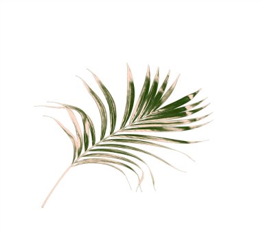 Beyaz arkaplanda izole edilmiş yeşil palmiye yaprakları