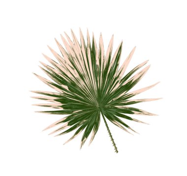 Beyaz arkaplanda izole edilmiş yeşil palmiye yaprakları