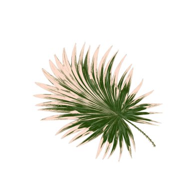 Beyaz arkaplanda izole edilmiş yeşil palmiye yaprakları