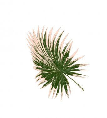 Beyaz arkaplanda izole edilmiş yeşil palmiye yaprakları