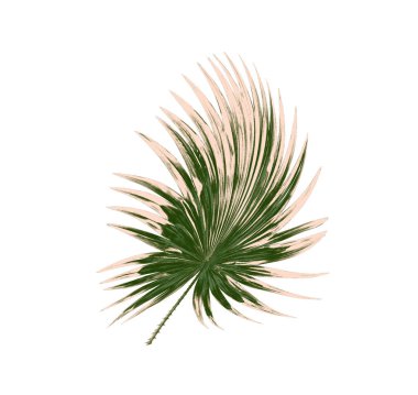 Beyaz arkaplanda izole edilmiş yeşil palmiye yaprakları