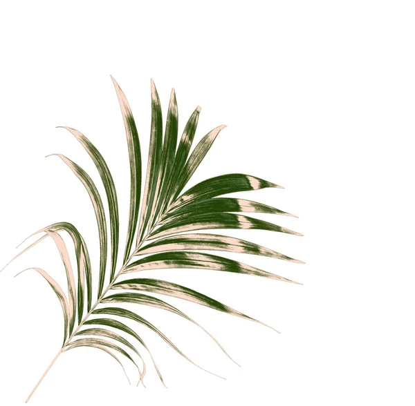 Beyaz arkaplanda izole edilmiş yeşil palmiye yaprakları