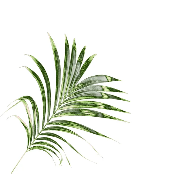Feuilles vertes de palmier isolées sur fond blanc — Photo