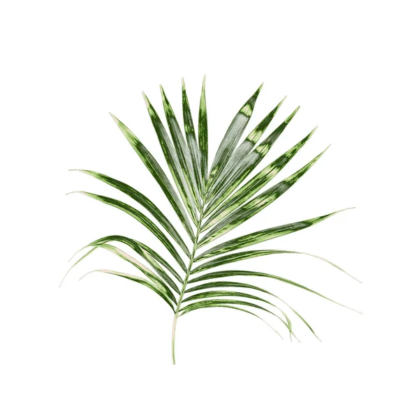 Beyaz arkaplanda izole edilmiş yeşil palmiye yaprakları