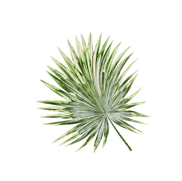 Beyaz arkaplanda izole edilmiş yeşil palmiye yaprakları