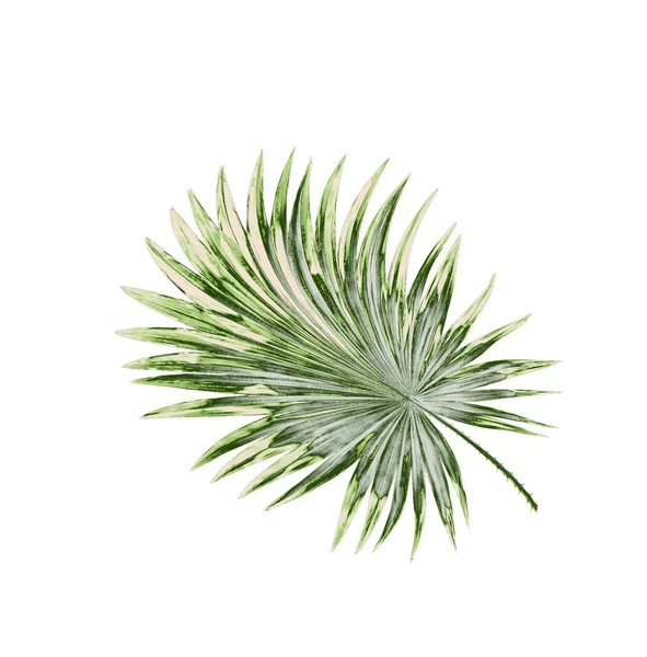 Beyaz arkaplanda izole edilmiş yeşil palmiye yaprakları