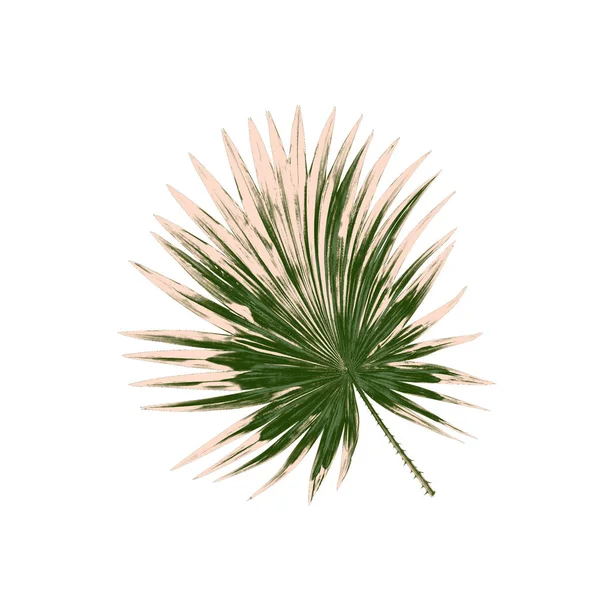 Beyaz arkaplanda izole edilmiş yeşil palmiye yaprakları