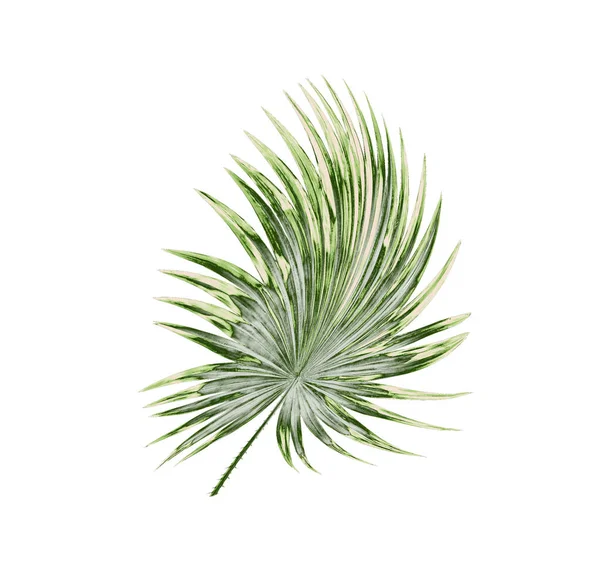 Grüne Blätter der Palme isoliert auf weißem Hintergrund — Stockfoto