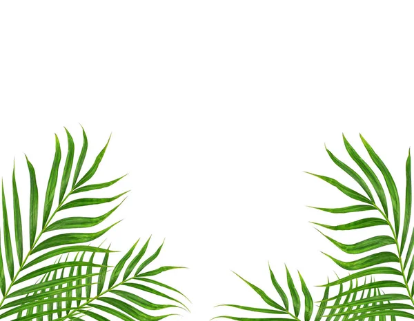 Beyaz arkaplanda izole edilmiş yeşil palmiye yaprakları
