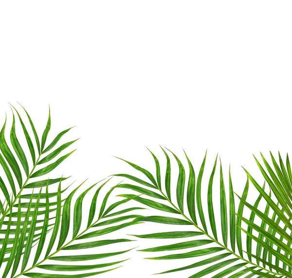 Beyaz arkaplanda izole edilmiş yeşil palmiye yaprakları