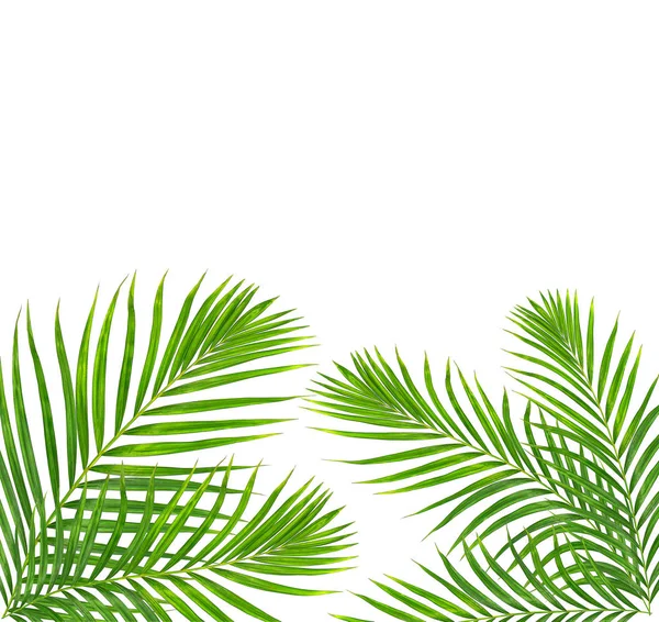 Zöld levelek pálmafa elszigetelt fehér háttér — Stock Fotó