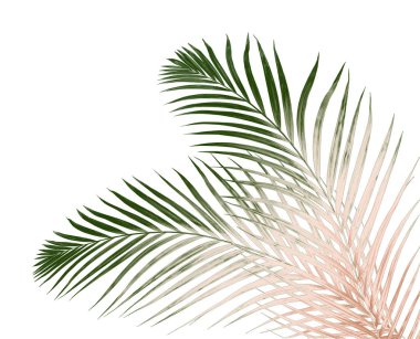 Beyaz arkaplanda yeşil palmiye yaprağı
