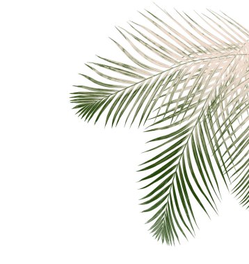 Beyaz arkaplanda yeşil palmiye yaprağı