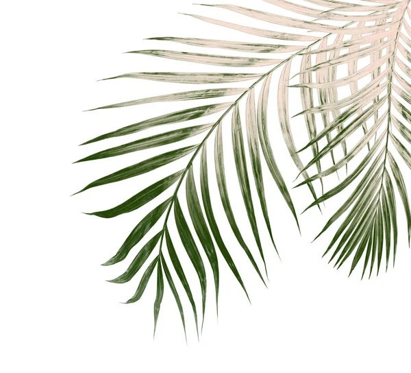 Beyaz arkaplanda izole edilmiş yeşil palmiye yaprakları