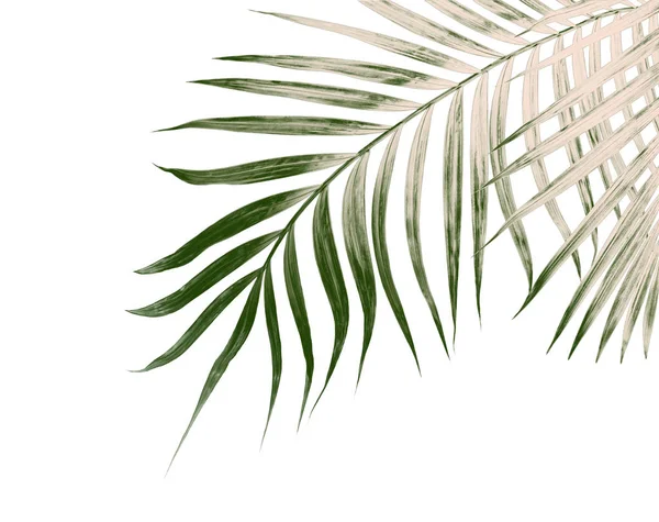 Folhas verdes de palmeira isolada sobre fundo branco — Fotografia de Stock