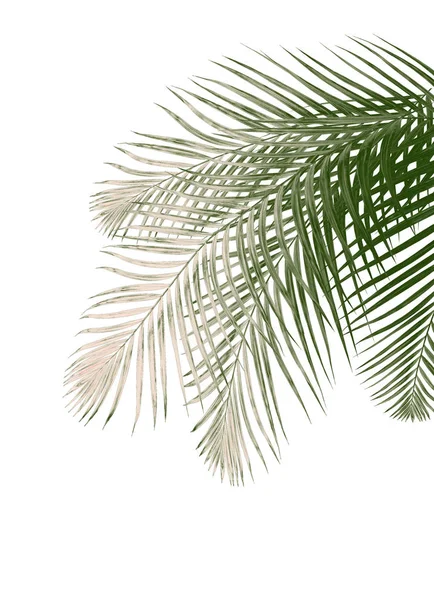 Foglia verde di palma su sfondo bianco — Foto Stock