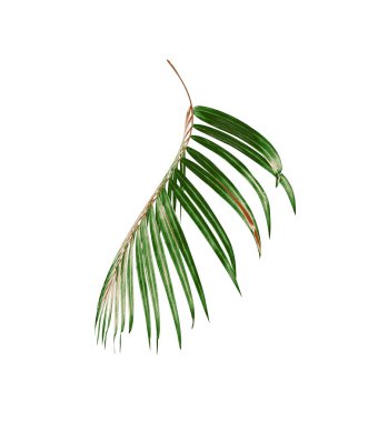 Beyaz arkaplanda palmiye yaprakları