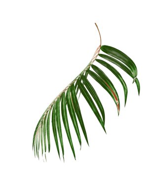 Palmiye ağacının yeşil yaprağı