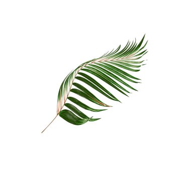 Palmiye ağacının yeşil yaprağı