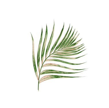 Beyaz arkaplanda yeşil palmiye yaprağı