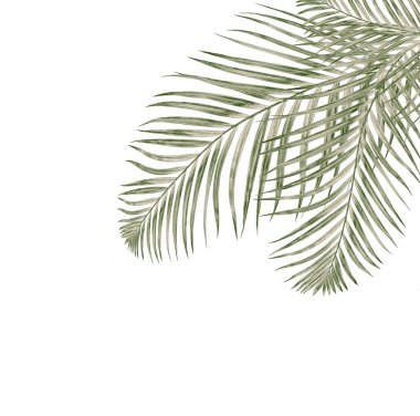 Beyaz arkaplanda izole edilmiş yeşil palmiye yaprakları
