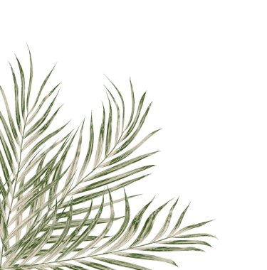 Beyaz arkaplanda izole edilmiş yeşil palmiye yaprakları