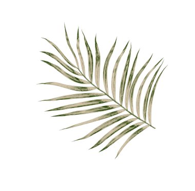 Beyaz arkaplanda izole edilmiş yeşil palmiye yaprakları