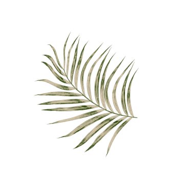 Beyaz arkaplanda izole edilmiş yeşil palmiye yaprakları