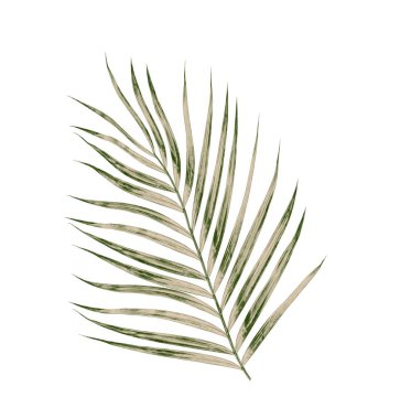 Beyaz arkaplanda izole edilmiş yeşil palmiye yaprakları