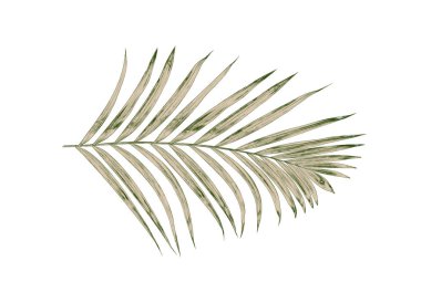 Beyaz arkaplanda izole edilmiş yeşil palmiye yaprakları