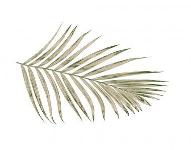 Beyaz arkaplanda izole edilmiş yeşil palmiye yaprakları