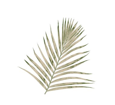 Beyaz arkaplanda izole edilmiş yeşil palmiye yaprakları