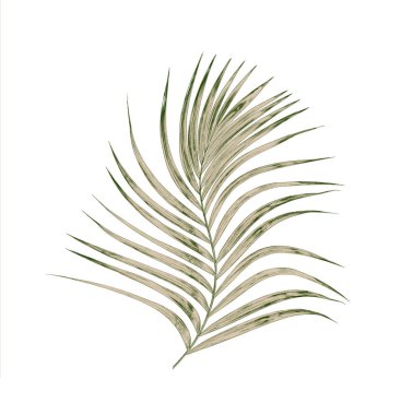 Beyaz arkaplanda izole edilmiş yeşil palmiye yaprakları