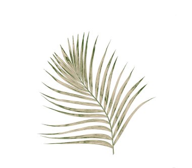 Beyaz arkaplanda izole edilmiş yeşil palmiye yaprakları