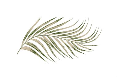 Beyaz arkaplanda izole edilmiş yeşil palmiye yaprakları