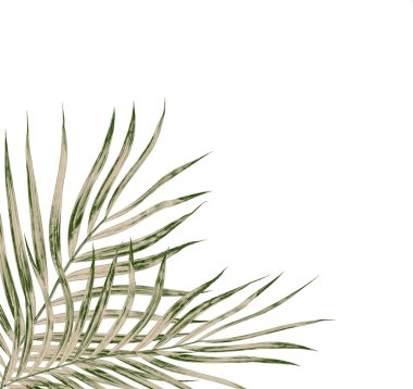 Beyaz arkaplanda izole edilmiş yeşil palmiye yaprakları