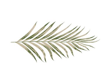 Beyaz arkaplanda izole edilmiş yeşil palmiye yaprakları