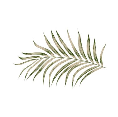 Beyaz arkaplanda izole edilmiş yeşil palmiye yaprakları